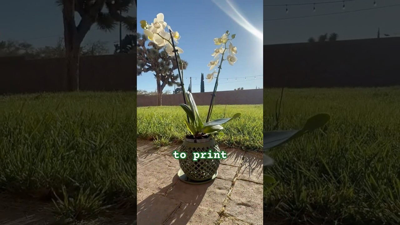 Check it out I 3D Printed a Orchid pot. #3dprinting #bambulab #orchid #maker #asmr