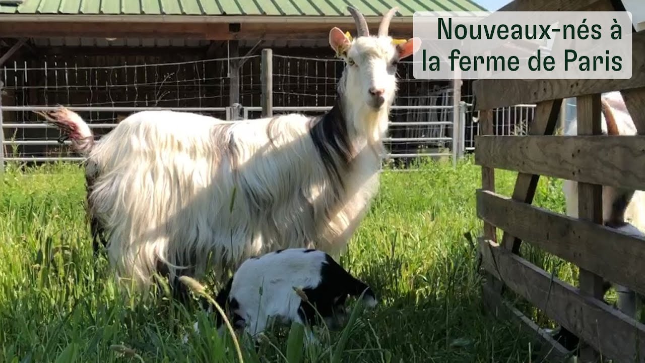 Des nouveaux-n&eacute;s &agrave; la ferme de Paris