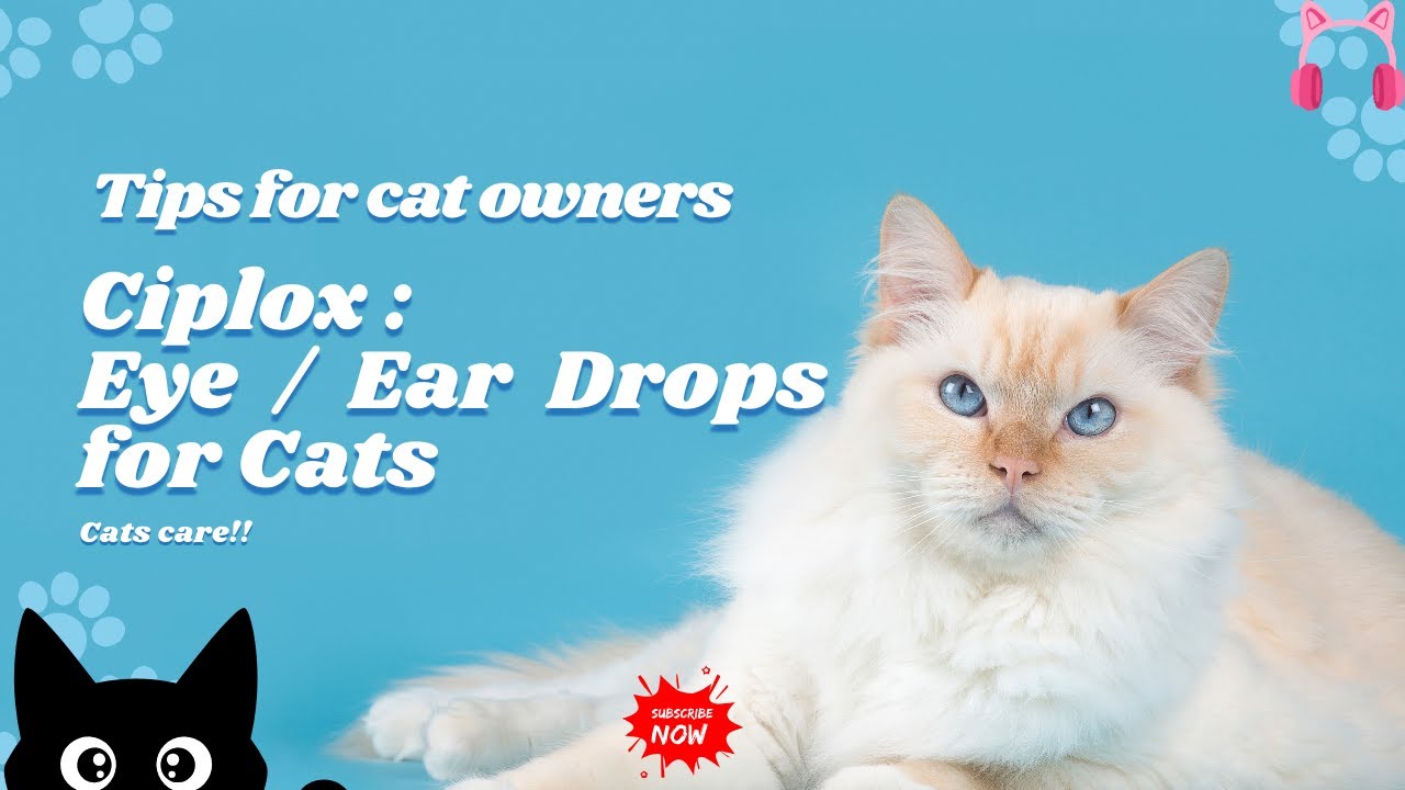 Ciplox : Eye / Ear Drops for Cats | How to apply eye drops to Kittens/cat #catcare #catlover