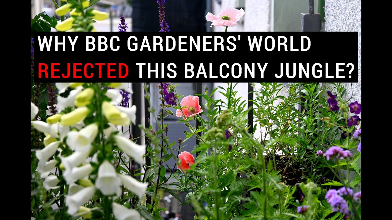 Balcony Garden that BBC Gardener’s World rejected - How to Make an Urban Jungle on a Tiny Balcony