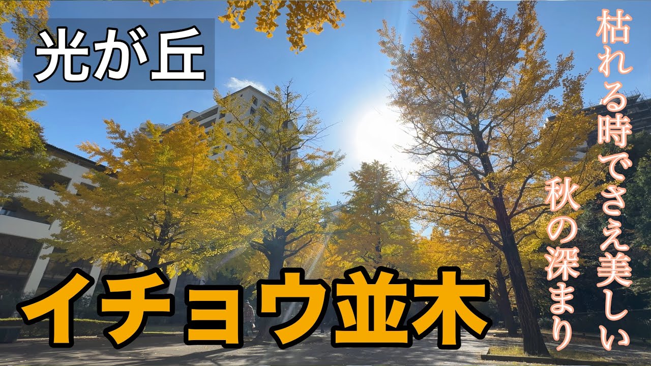 14【枯れていく時でさえ美しい秋の深まり】光が丘/イチョウ並木