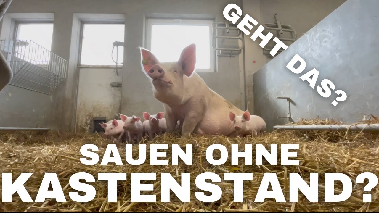 Sauen ohne Kastenstand? So sieht es aus.