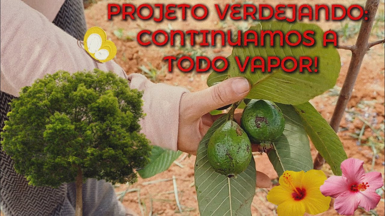 Projeto Verdejando, continuamos a todo vapor #8
