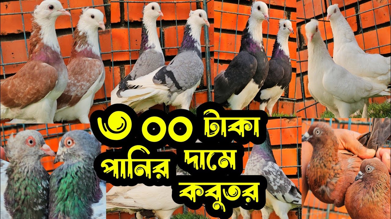 ৩০০ টাকা পিস পানির চেয়ে কমদামে গররা,চিলা,কালদম,হাইফ্লায়ার গিরিবাজ কবুতর | কবুতরের ফেরিওয়ালা | Pigeon