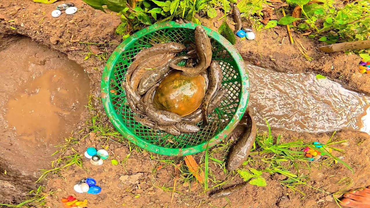 Desi Fish How To Get Pond 🐠