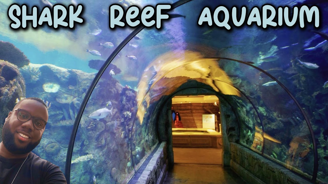 Мы исследовали Аквариум «Акулий риф» в заливе Мандалай 🦈 ▪ Лас-Вегас 2025