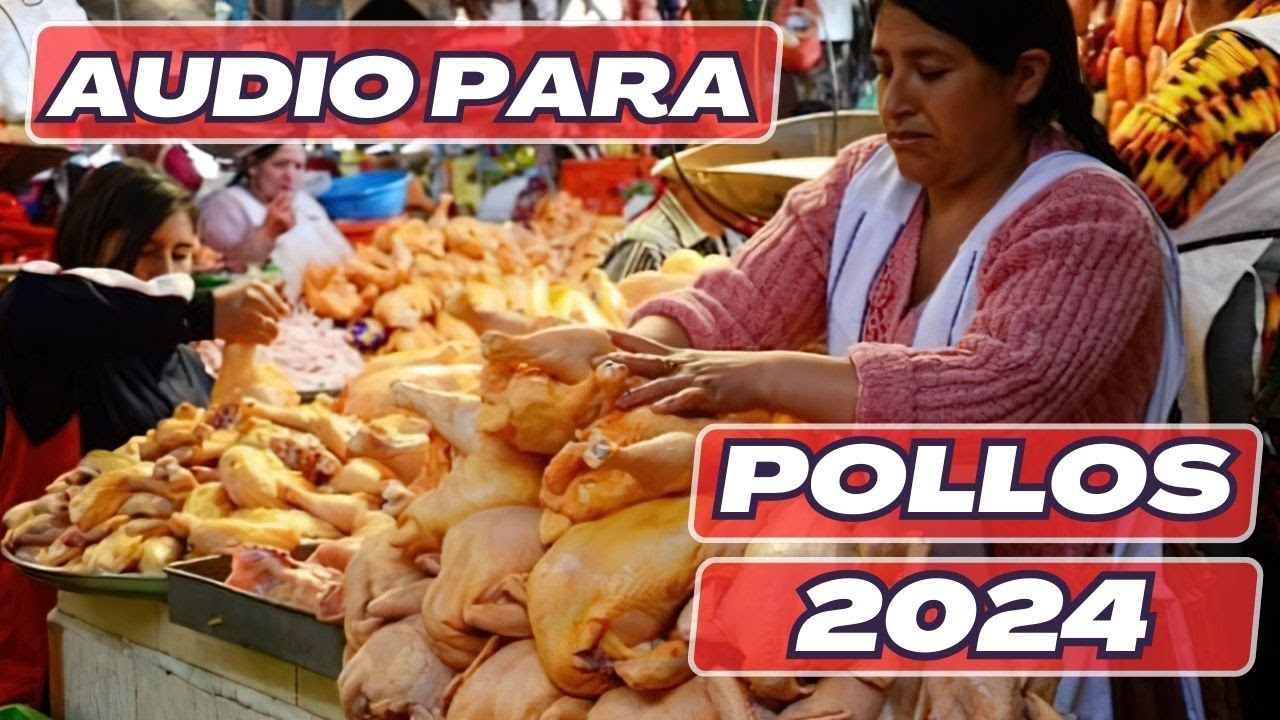 📣Audio para vender POLLO  2024🍗🐥