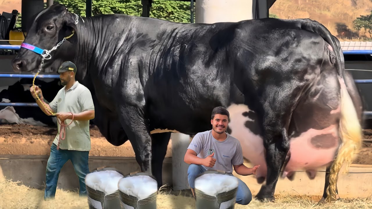 127 Litre Milk Daily! 😳 Girlando Cow Ka World Record | Dairy Farming Ki Super Cow