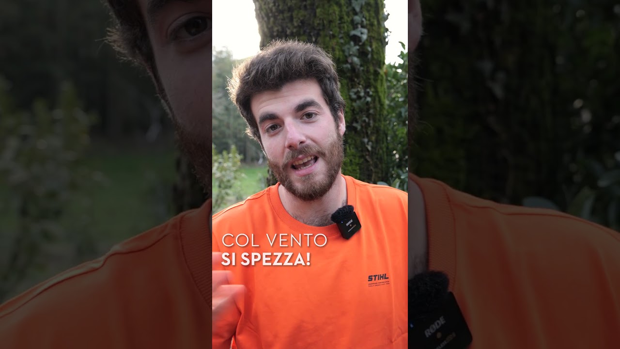 Come potare un albero ENORME