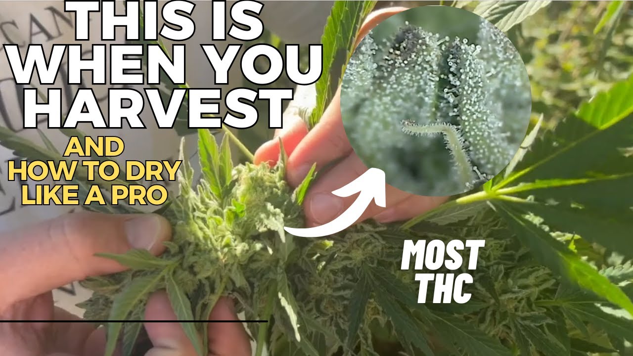 Use a Microscope to Harvest Cannabis at the Best Time + Pro Drying Tips