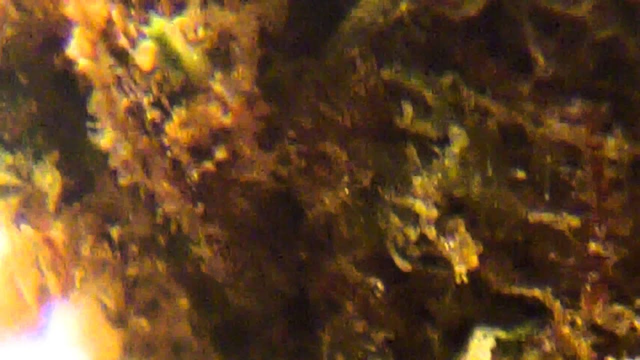 Ep 231 PURPLE BUDDHA prt 2 WEED Review 3D Hd 1080p BC Bud Depot Marijuana Pot Buds Upclose Smoking