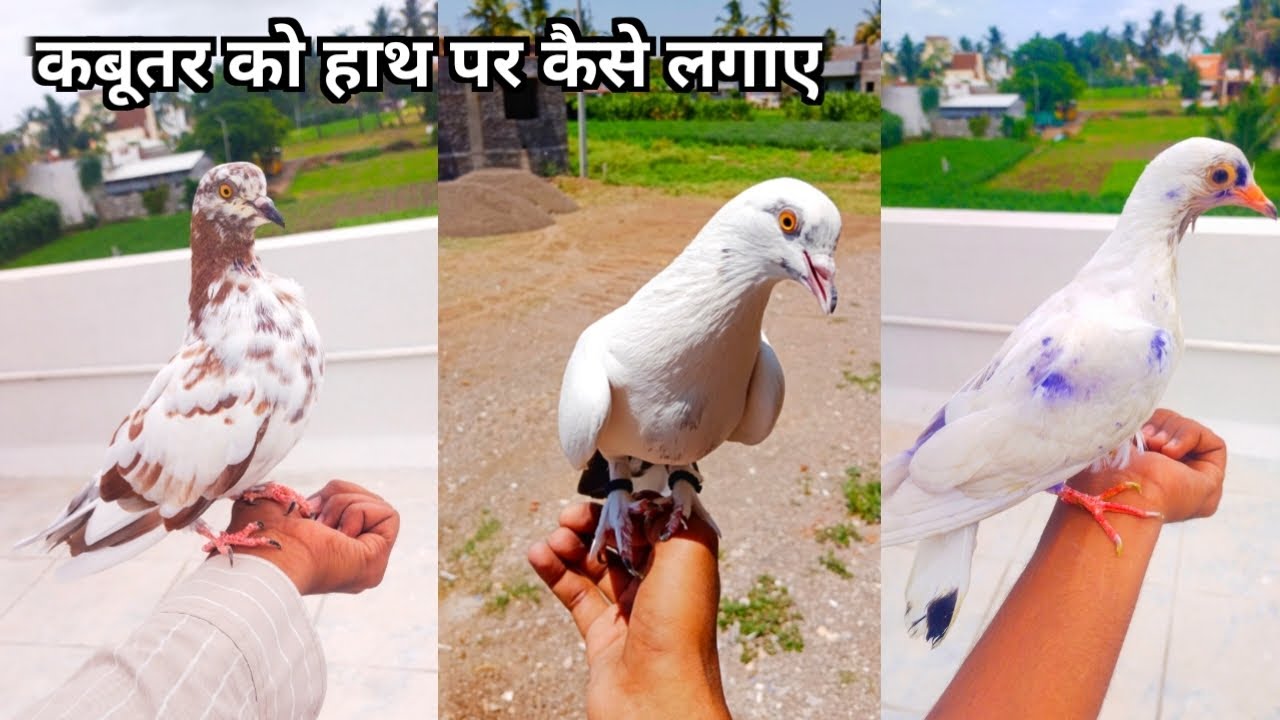 कबूतर को हाथ पर कैसे लगाए How to Catch |pigeon on hand | Pigeon Training