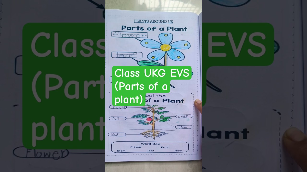 Class UKG EVS practice worksheet: Parts of a Plant | Summer break worksheets | #kidsworksheet