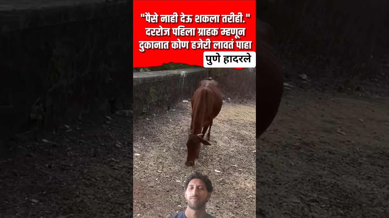 पुणे पिंपरी-चिंचवड गाईचा व्हिडीओ  VIRAL #shorts pu ne d 22 Pune