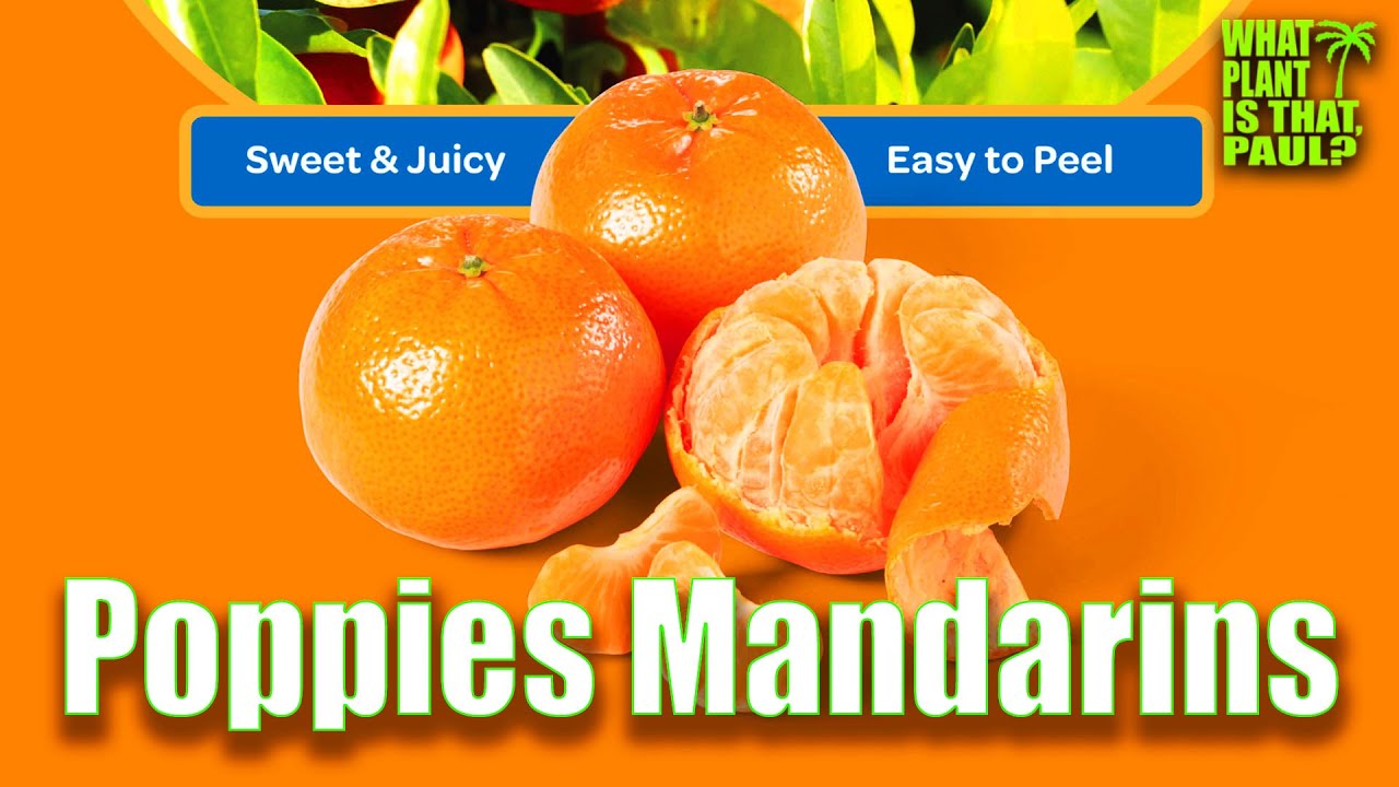 Poppies Mandarins Tasting and Review / Sweet, Juicy and Easy to Peel