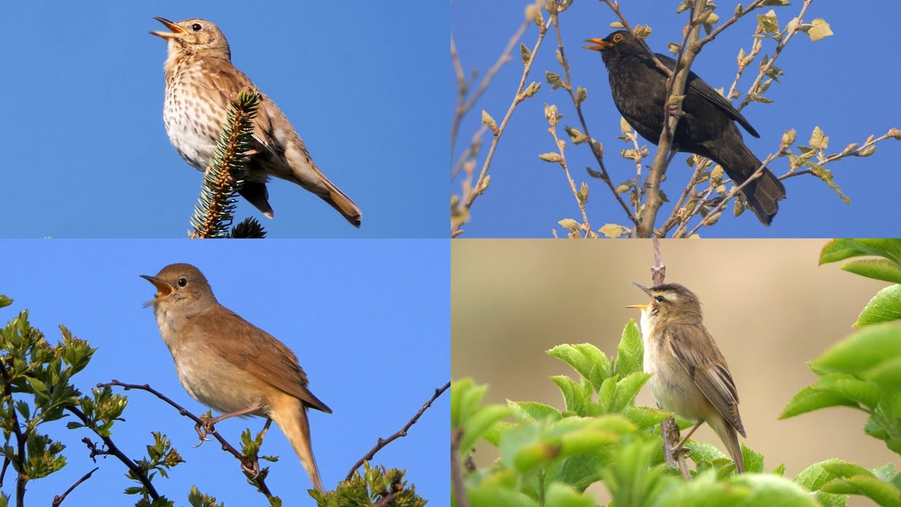Beautiful Birdsong:  12 Singing Birds