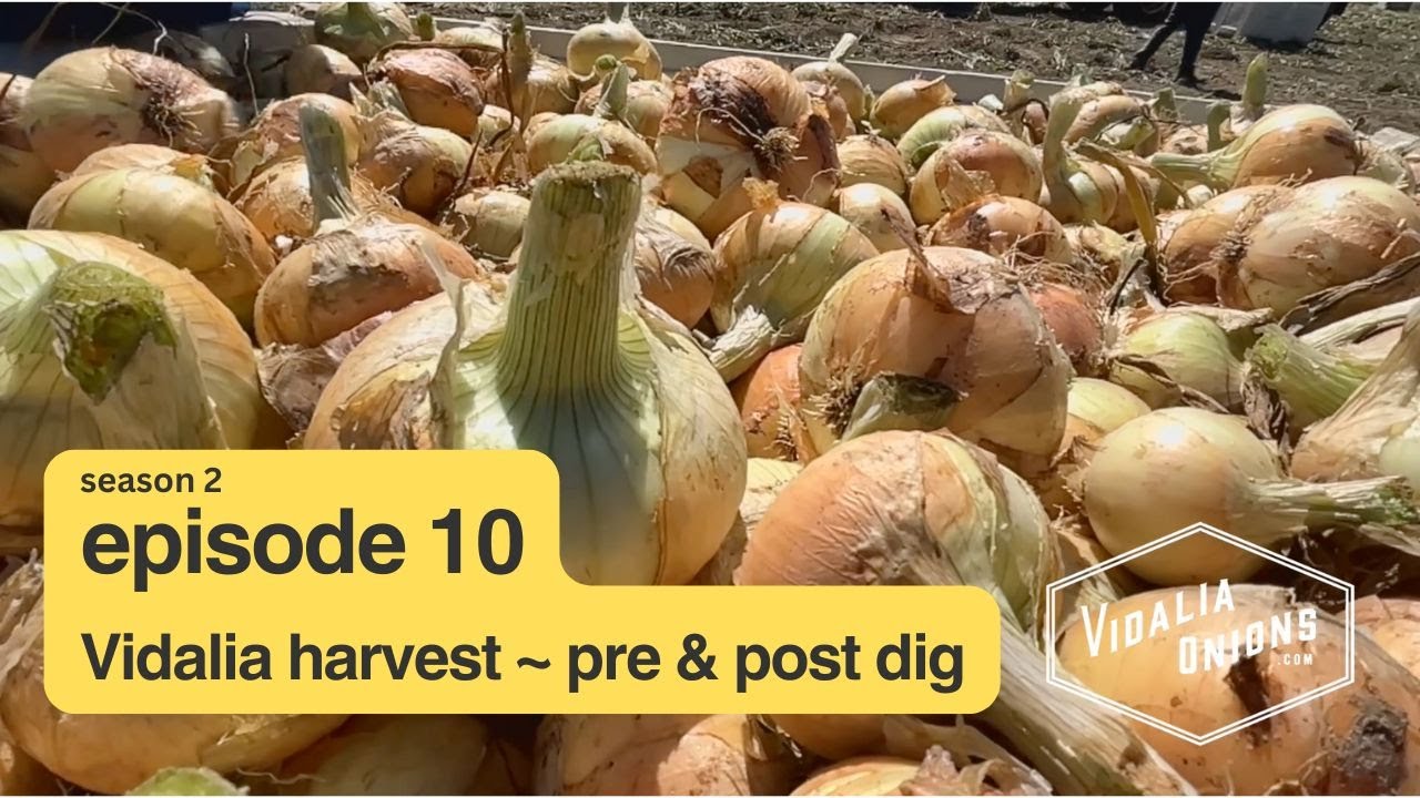 Episode 10 ~ Vidalia onion harvest ~ pre & post dig
