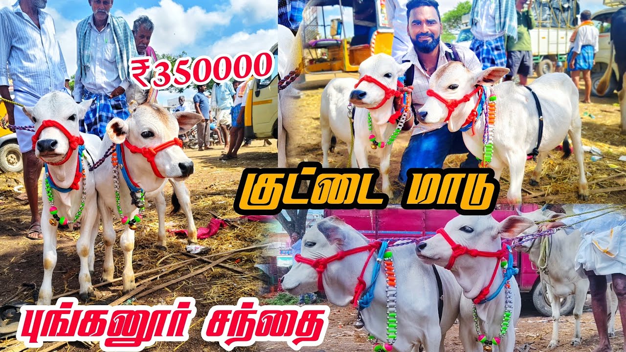 😳350000 இந்த மாடு 🔥punganur cow market tamil குட்டை மாடு புங்கனூர் சந்தை #tn24_sakthi_vlogs 