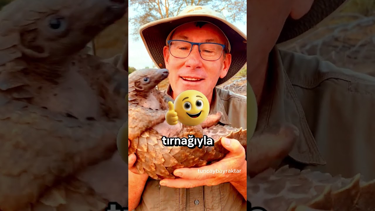 Pangolin Pullarla Kaplı Tek Memeli ve Neden Tehlikede