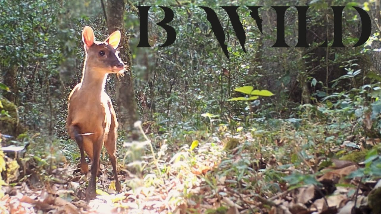 Biodiversidad de la Sierra Gorda: Animales que Habitan este Paraíso