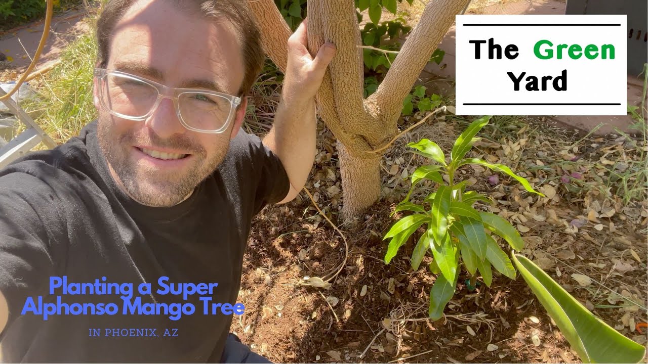 Planting a Super Alphonso Mango Tree in Phoenix, AZ!