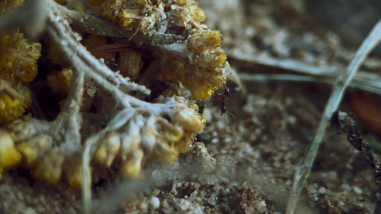 ant village 01
