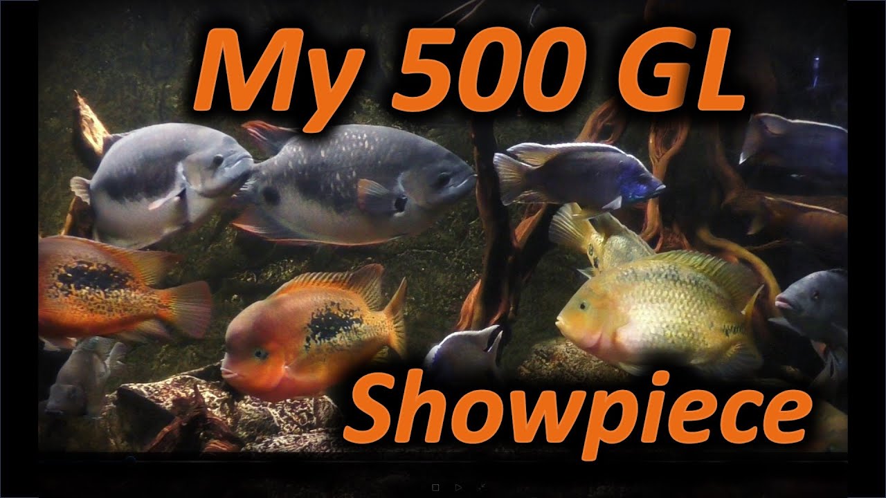 My Monster, 500 Gallon Aquarium, 3 Year Update.