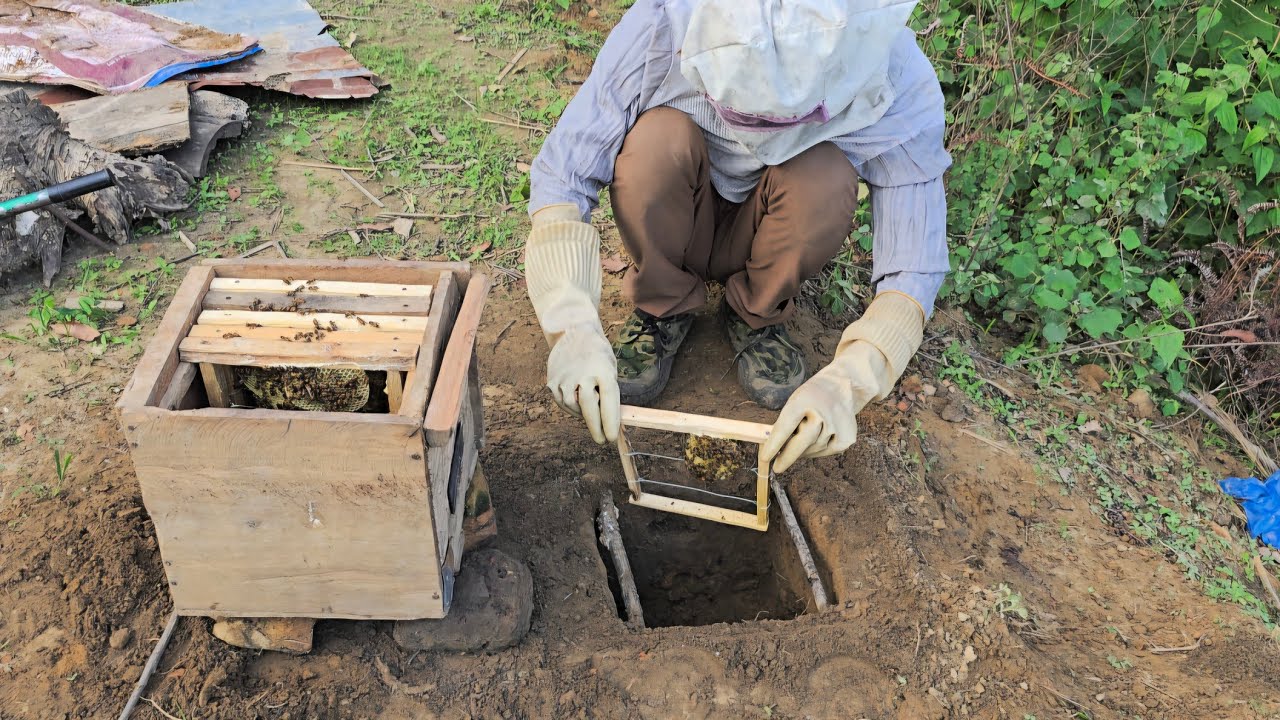 Ant Invasion of Beehive – I Need to Deal with It Now