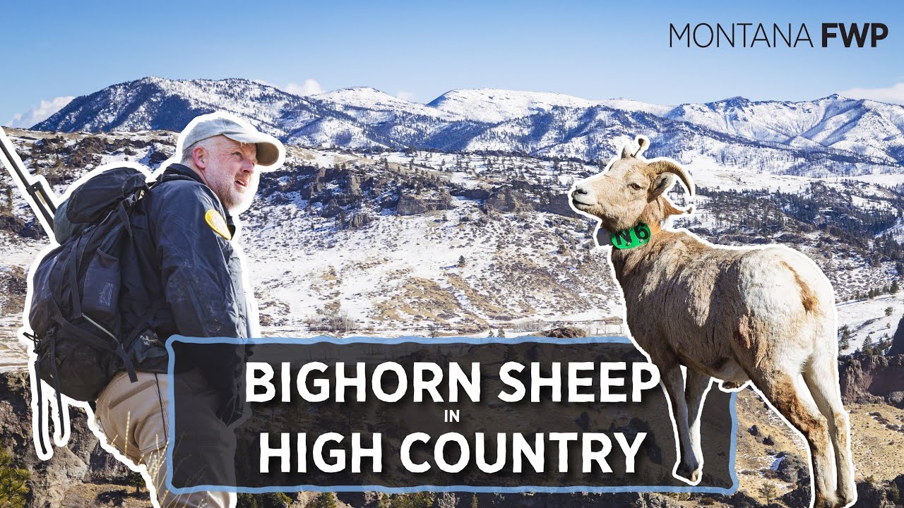 Bighorn Sheep: Darting for Research