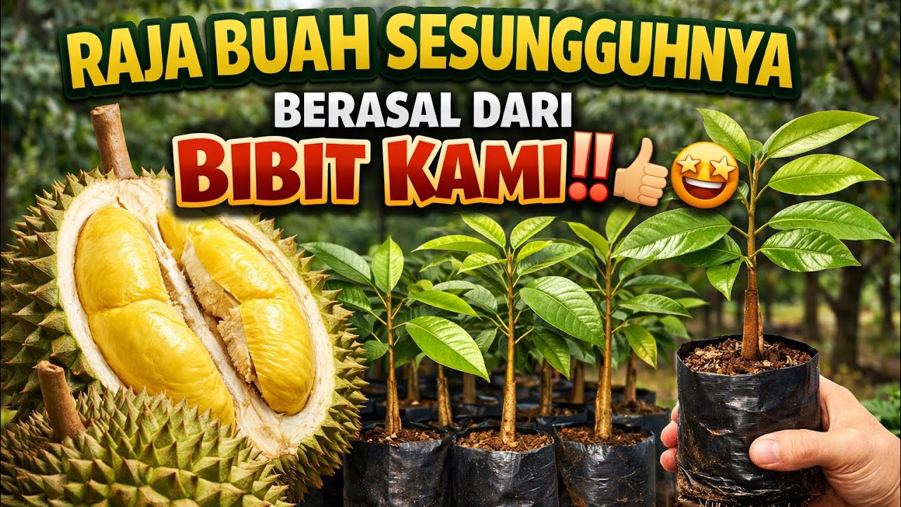 RAJA BUAH SESUNGGUHNYA BERASAL DARI BIBIT KAMI‼️🤩👍🏻✅