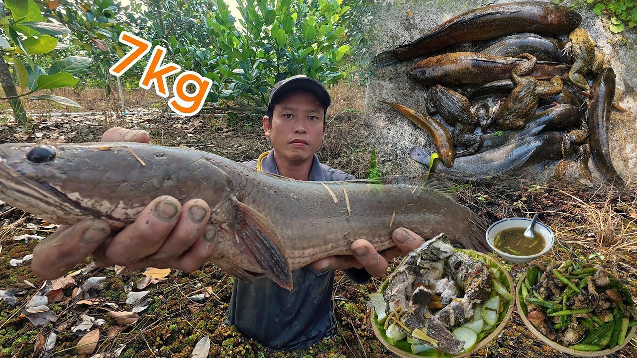 Hang Cá Lóc Khủng Trong Vườn Lâu Năm | Gấc Quê