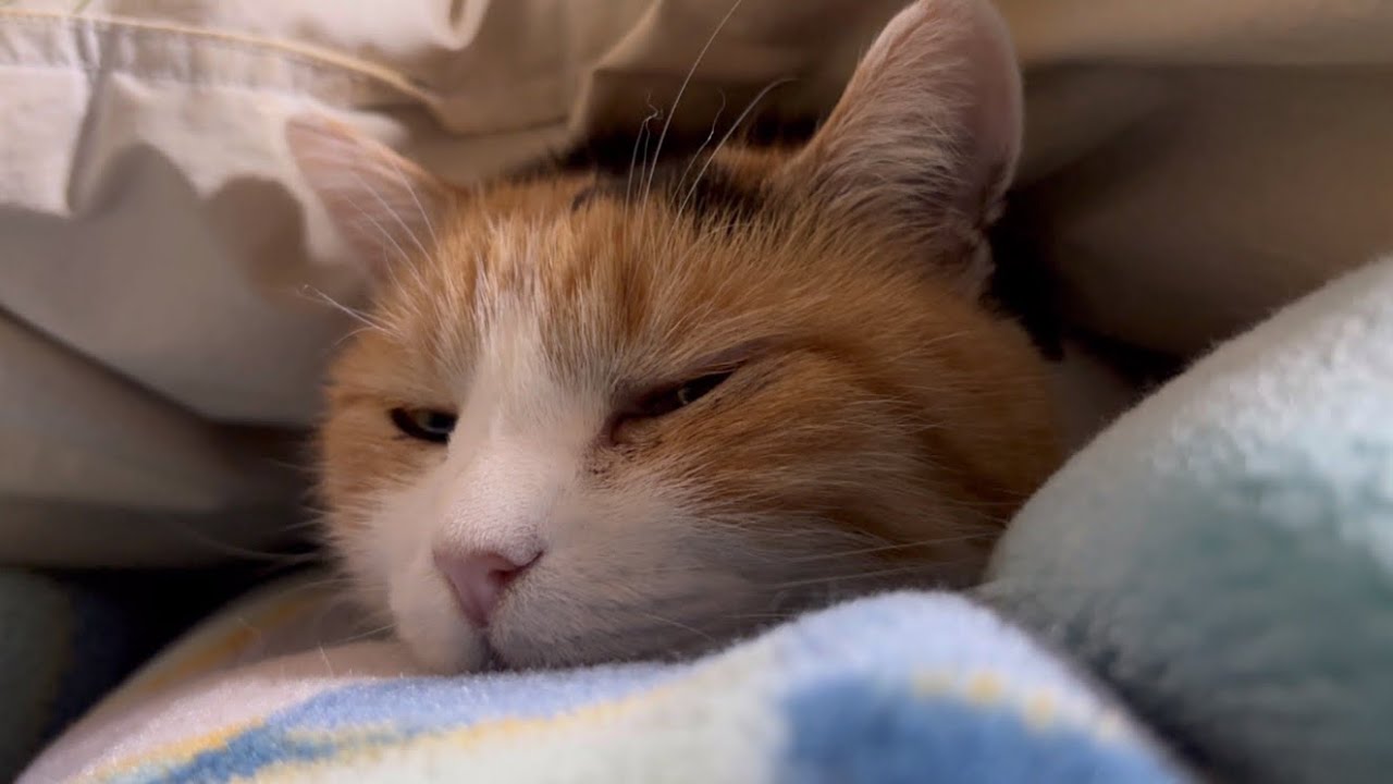 【三毛猫】幸せそうに眠るミケ（2024年2月3日）