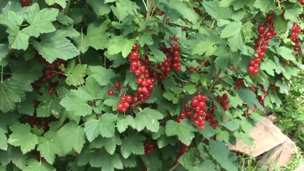 Frenk Üzümü Nedir Faydaları Nelerdir  ribes rubrum
