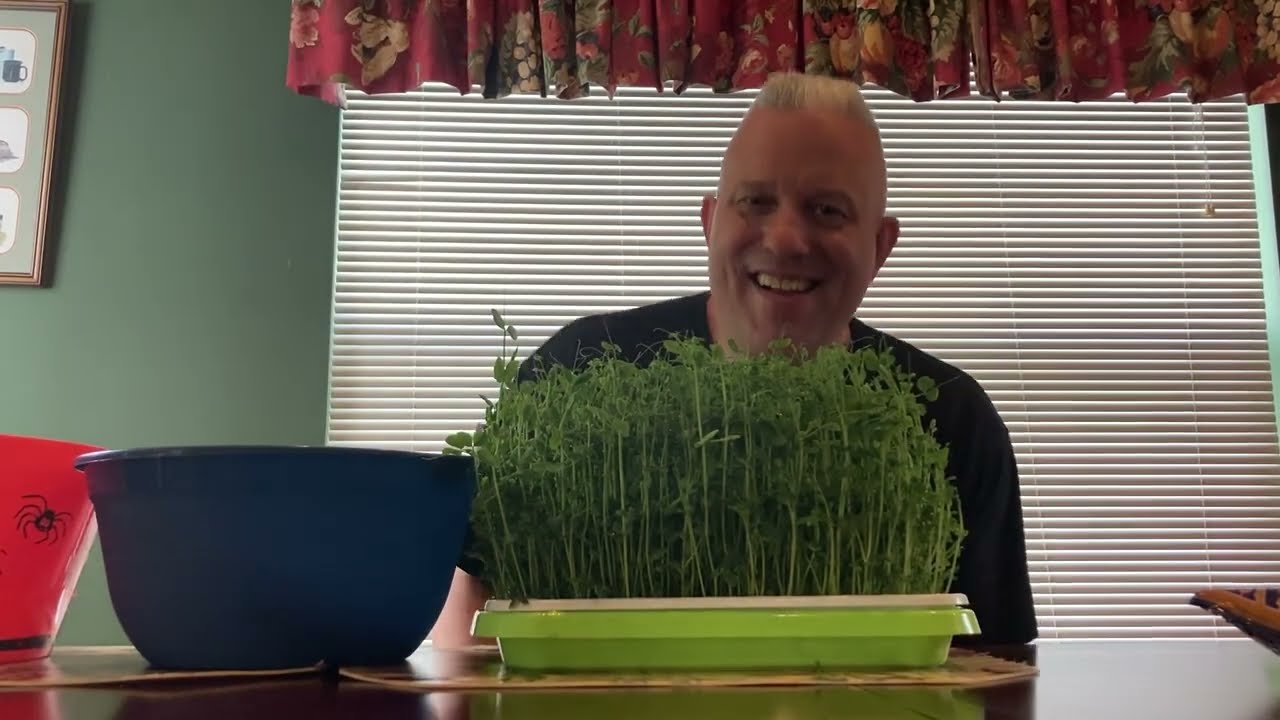Pea Shoot Microgreens!!! Grown Hydroponically the 