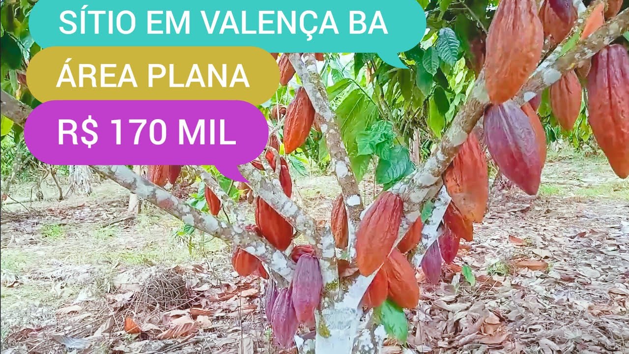 SÍTIO COM 3.2 HECTARES EM VALENÇA BA CÓDIGO:0219 ZAP 73981663547 MARCIO