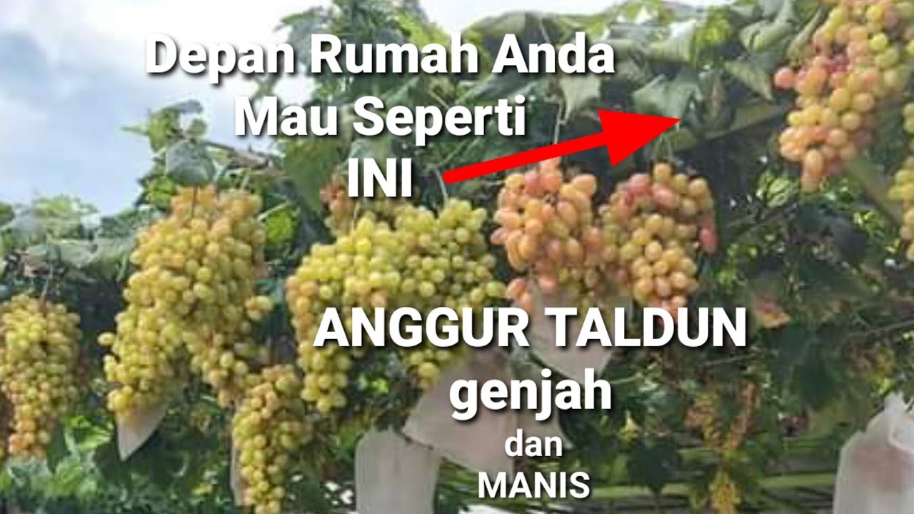 #review Anggur Import Jenis Taldun