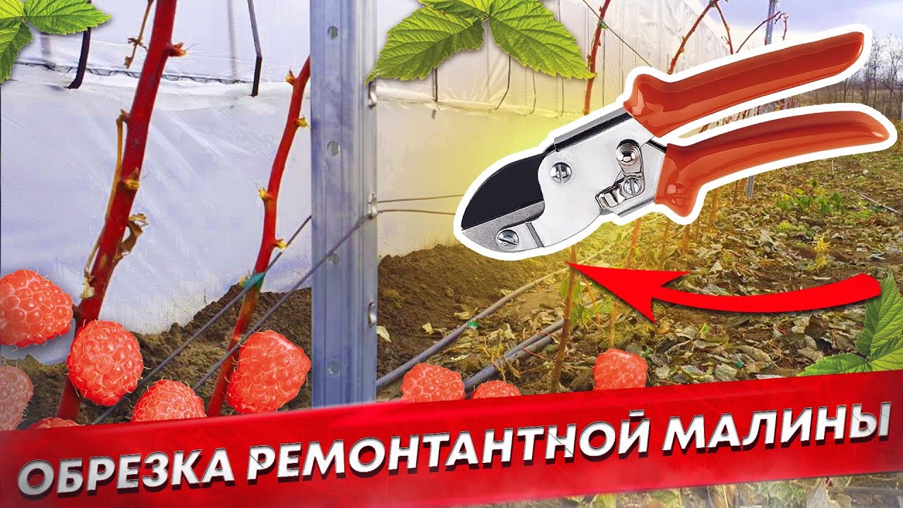 Осенняя обрезка ремонтантной малины. Сорт Маравилла.