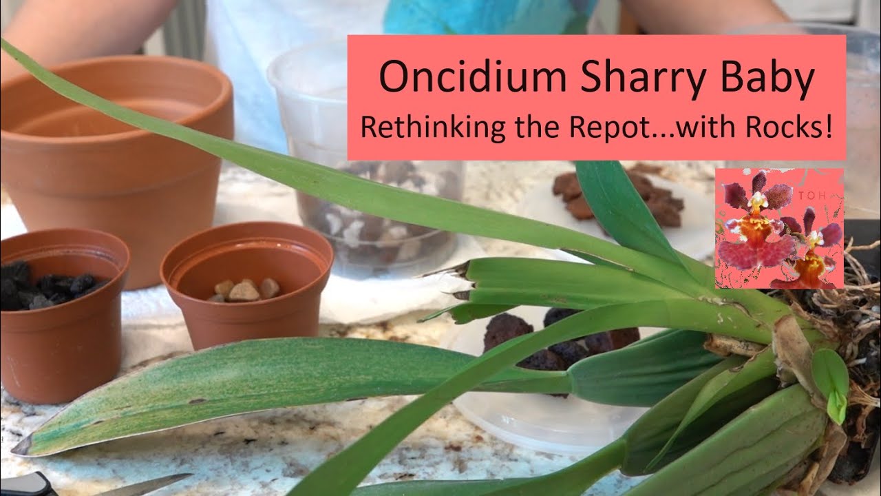 Rethink the Repot with Orchid Oncidium Sharry Baby - with Rocks!  And What To Do About Those Leaves?