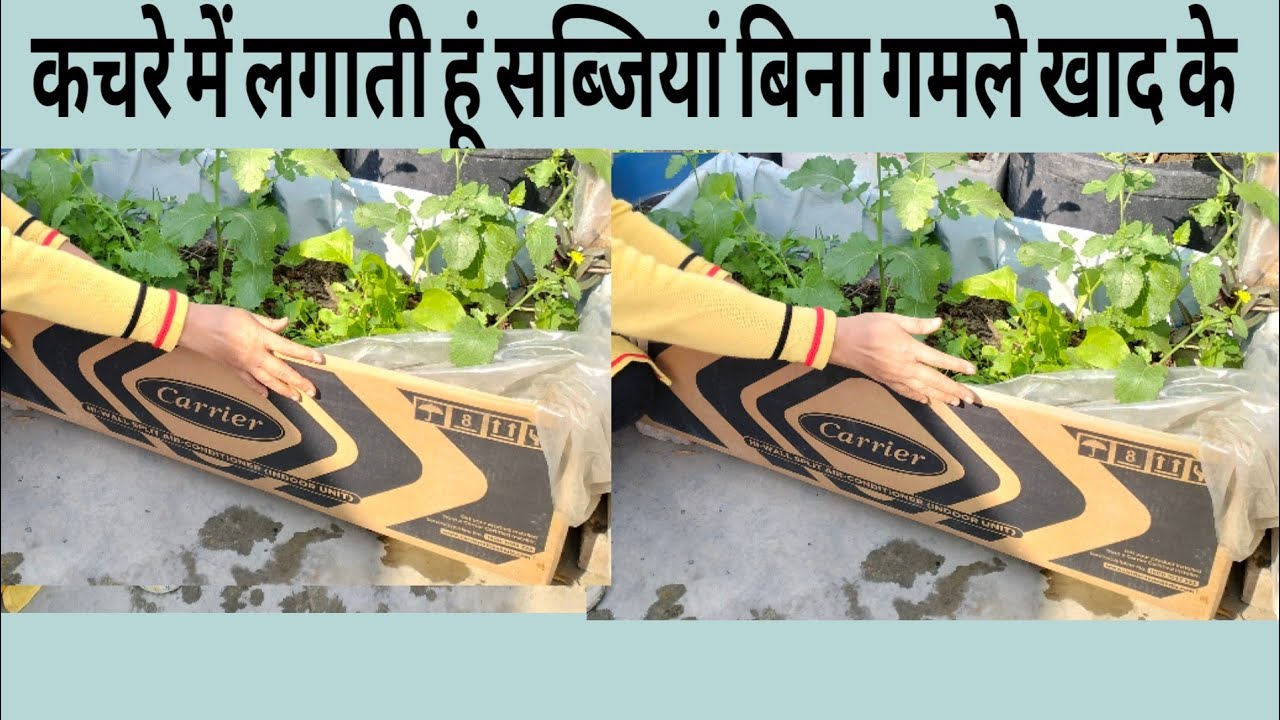 फरवरी मार्च में लगने वाली सब्जियां बिना खाद गमले के सिर्फ कचरा में सालों से लगा रही100%ऑर्गेनिक 👍