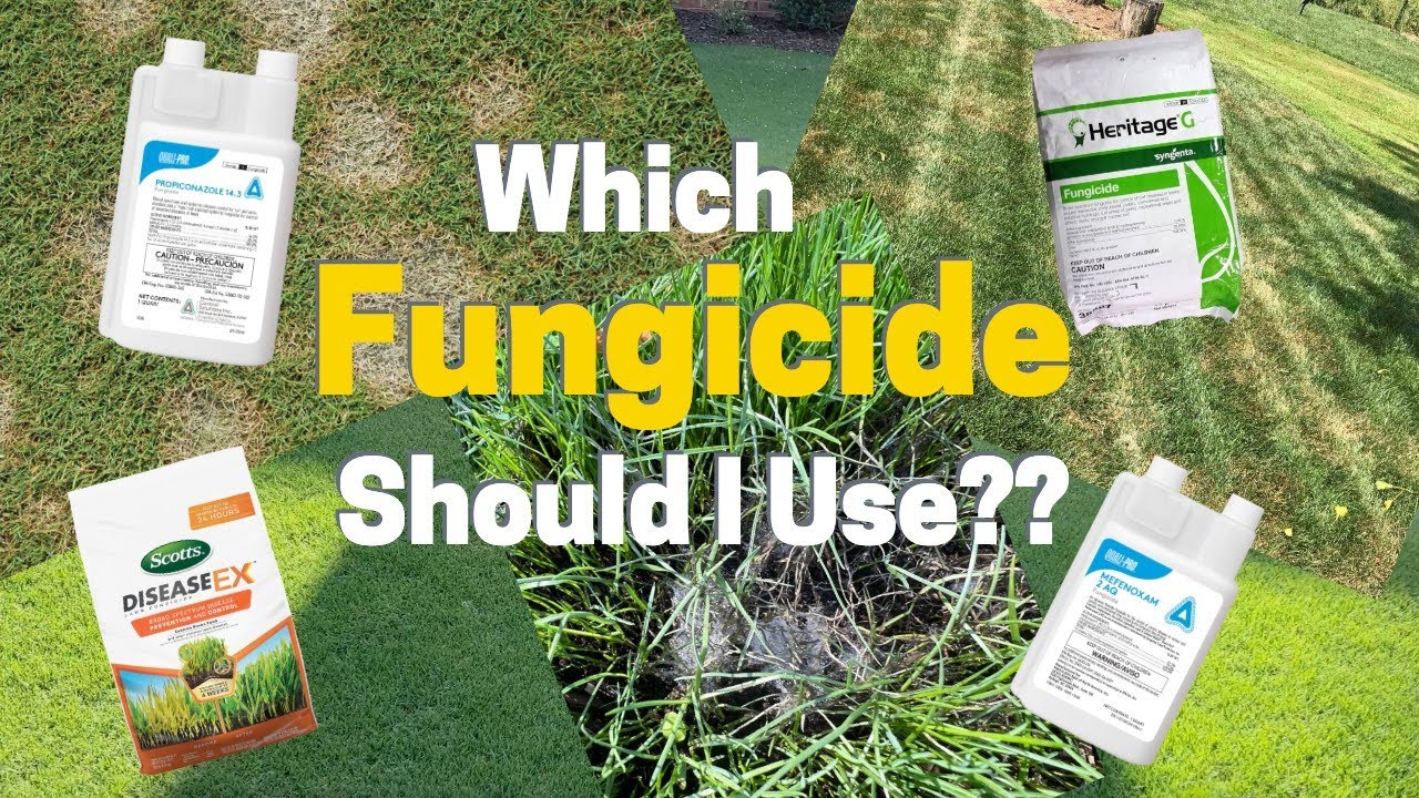 Which Fungicide Should I Use In My Lawn?