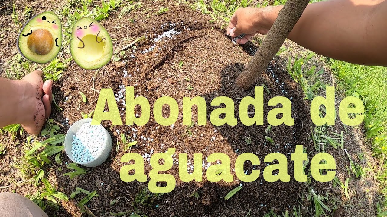 💚abonada de AGUACATES 🥑👍🥑