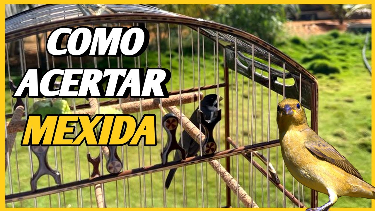 como saber a mexida do meu coleiro