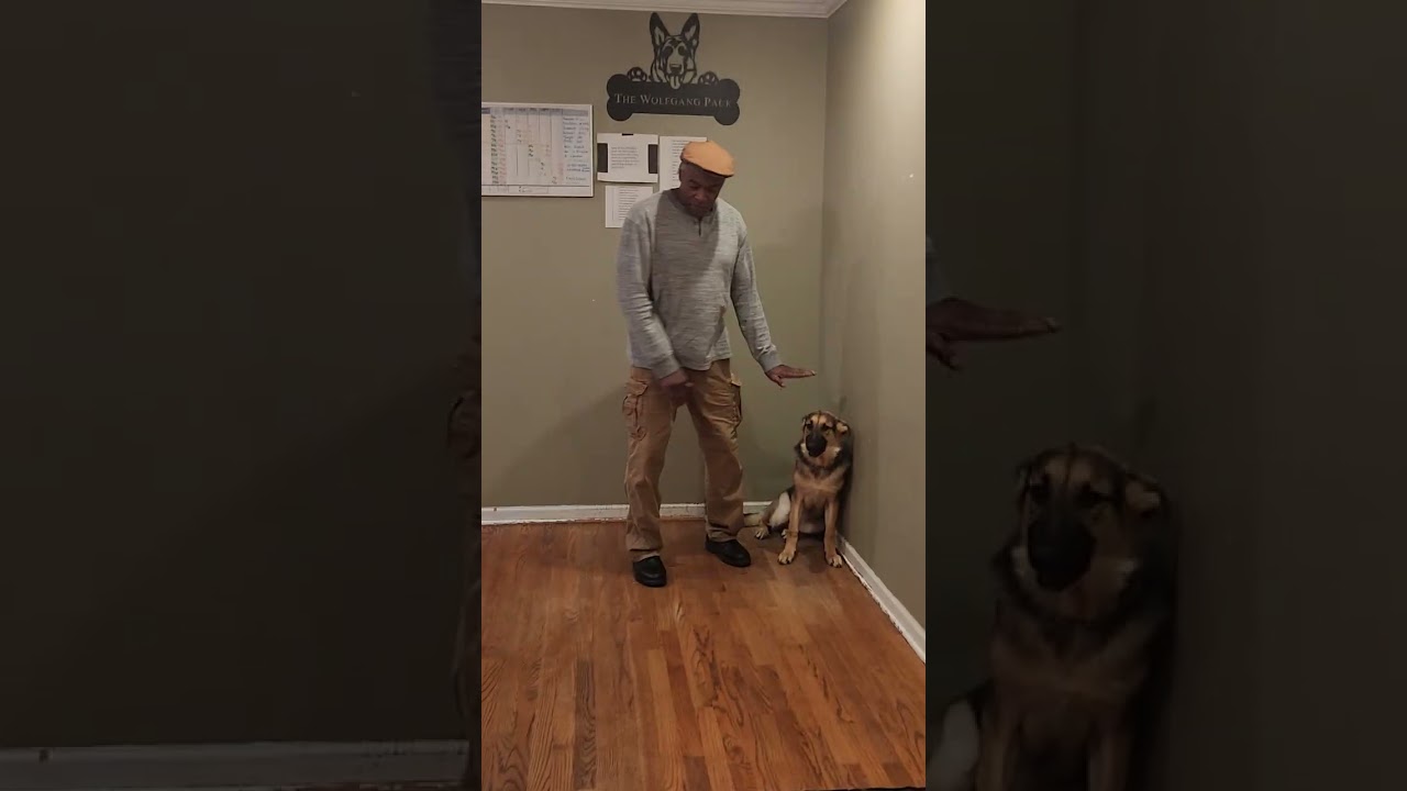 Wolfgang, working with the very timid Zena On verbal and nonverbal commands.