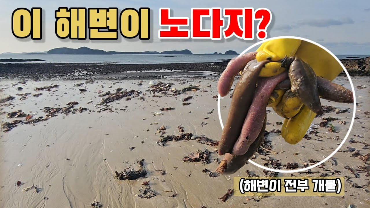 지금 안면도 이 해변, 개불 노다지 터졌습니다