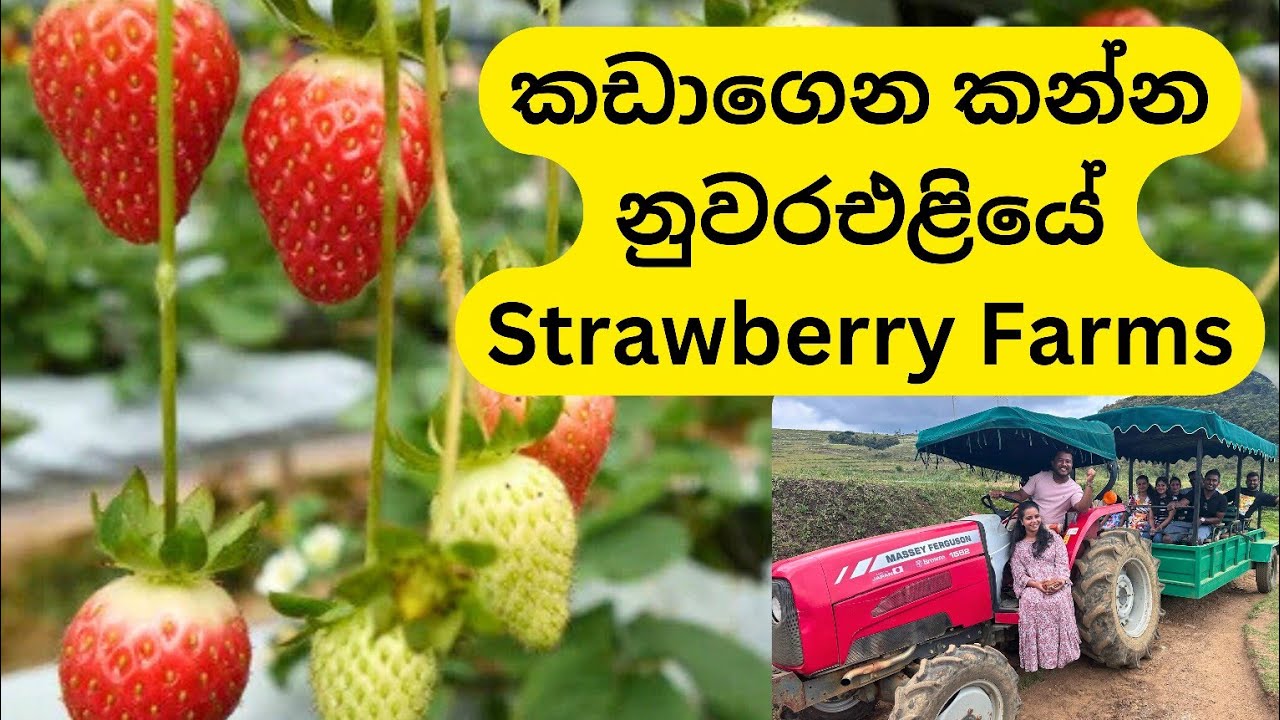 Strawberry Farms Nuwaraeliya 🍓 | ට්‍රැක්ටර් එකෙන් යන්න ස්ට්‍රෝබෙරි ෆාම්