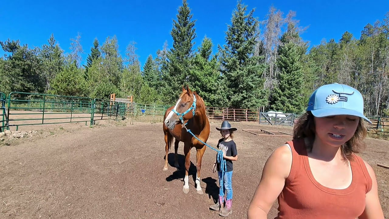 Evaluation for Holistic Equine Kinesiology Taping Course Part 2