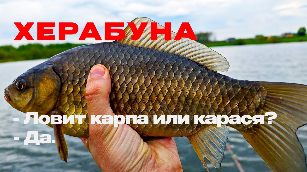 Я 2 ГОДА ждал эту рыбалку! Карп, КАРАСЬ, амур на тесто!