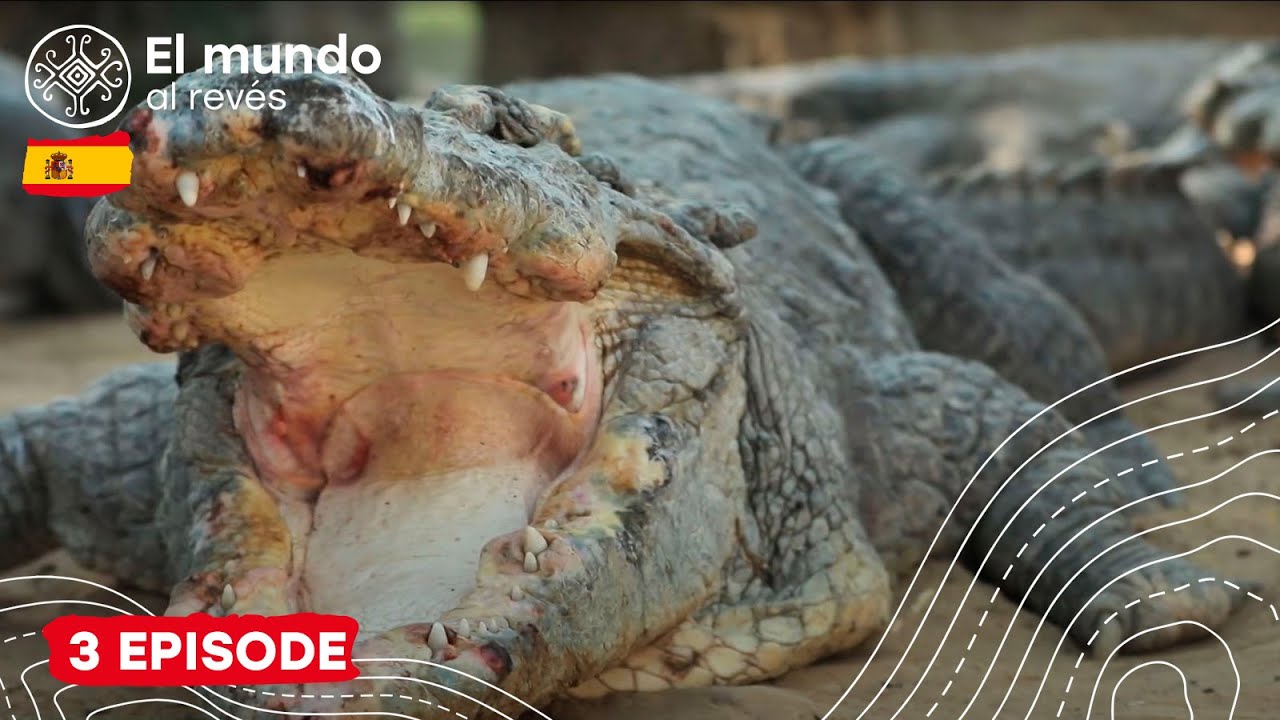 Misteriosos rituales sufíes con cocodrilos