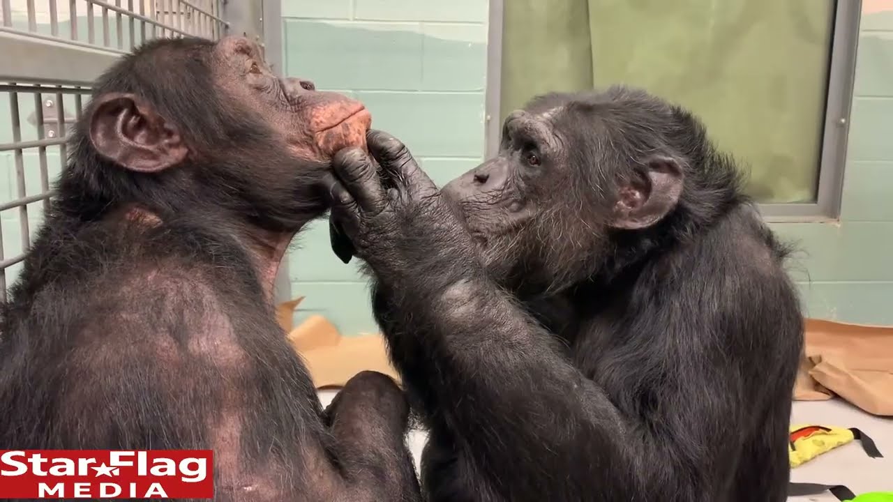 Chimpanzees Grooming ASMR fall asleep in less than 10 minutes