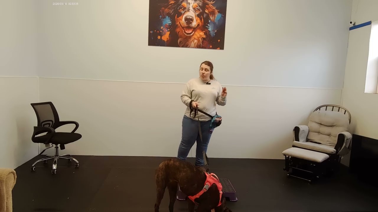 Harper the Boxer/American Bulldog Mix | Week 2 Board and Train | Place Training at Best Paw Forward
